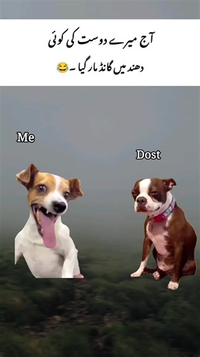 Relatable Doge Memes to Brighten Your Day
