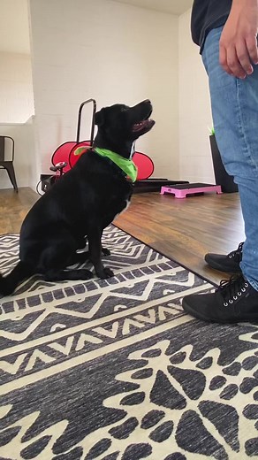 Does your dog jump on you and your guests? Jumping for attention training #dogtraining #dogtrainer #dogs #blacklab