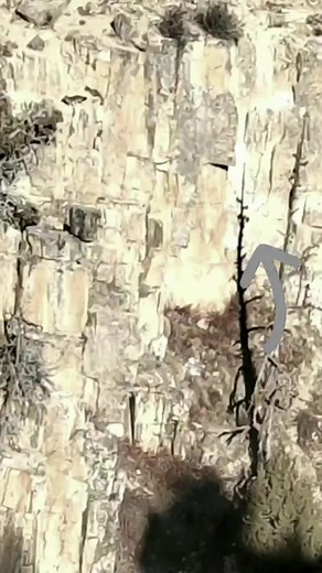 #wolves #mountaingoats #nature #fyp | mountain goat