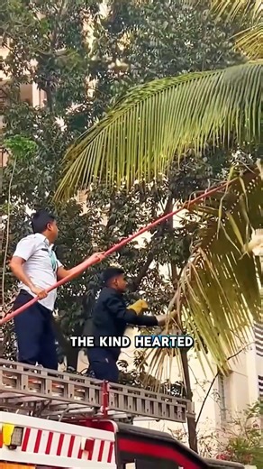 How many hours do you think it lasted? #rescue #animals #cute