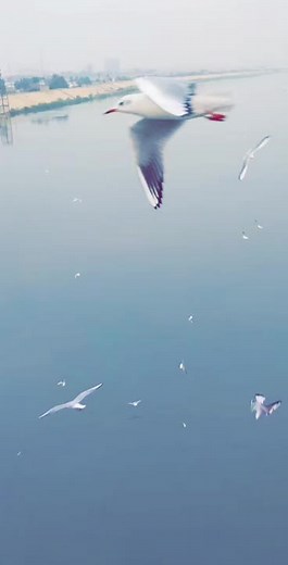 Seagulls Soaring Over Tranquil Waters: Nature's Beauty