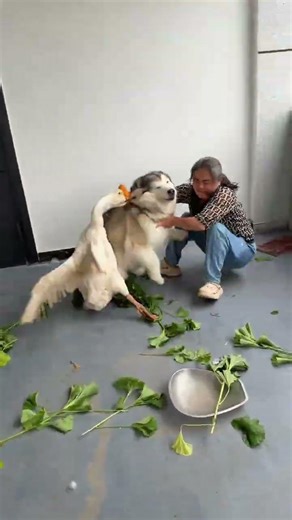 Cute Mexica Plush Dancing Cactus Electric Plush Toy 🐶 #cutedog 🎮 Let me go, dog. I have to 💫 P416