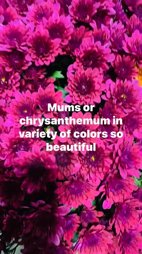 4 comments | Chrysanthemum or mum are popular flowering plants known for their late summer and fall blooms. They are very colorful flowers, variety of colors. They are easy to grow in well drained soil and full sun. They are more cold tolerant. #loveflowersandplants #mypassionmyhobby #enjoyGardening Fel FranciaFelven Family Vlogs | Fel Francia | Facebook