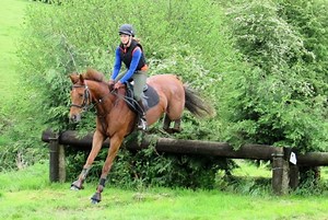 6 terrific thoroughbreds for sale this week - Horse & Hound