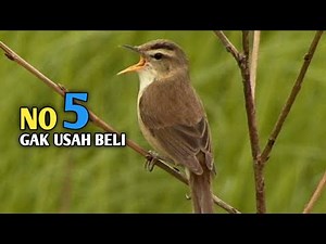 5 types of cheap but luxurious master birds
