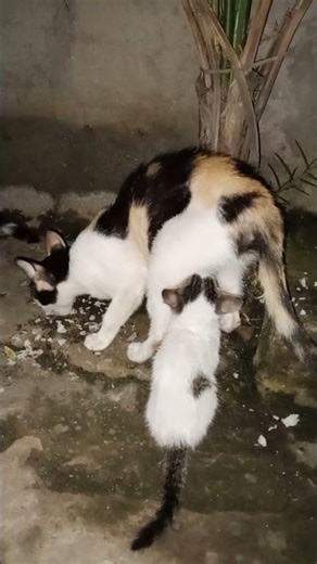Kitten Breast Feeding While Mama Cat Eating #catlover
