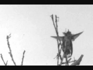 Calliope Hummingbird Courtship Displays