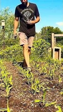Why You NEED to Thin Your Corn Plants 🌽