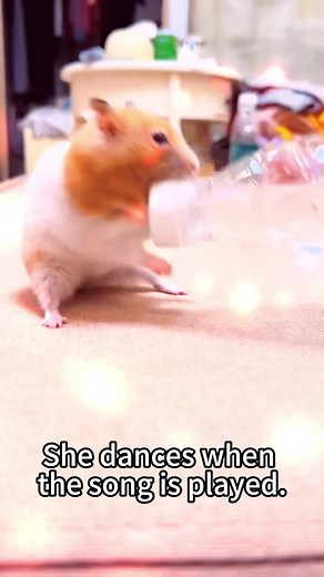 Funny cute hamster🐹#CowardiyHamster #hamsters #funnyvideo #housepet #funnyvideo #housepet #hamstersoftiktok #hamsters🐹 #mischievous #mischievous #mischievous #bug #bugatti #bugs #eating #bugsbunny #falls #viralvideo #foods #dog #cat #fruit #love #smiles #concerts