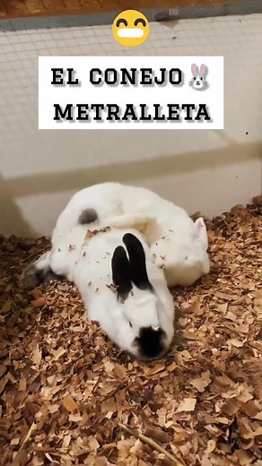 859K views · 11K reactions | Le dicen Rabbit AK 47  Suscribanse...