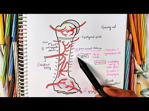 YOUNG LONG BONE || Blood Supply || Long Bone Anatomy || Drawn & Explained