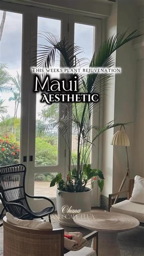 Maui Aesthetic | This Week’s Plant Rejuvenation ✨ Bringing fresh life and calm energy to every corner — one plant at a time. From rotating selections to detailed care, our rejuvenation visits are designed to keep your interiors lush, healthy, and elevated. Now accepting new clients for 2025. Let’s grow something beautiful together. 📍 Serving Maui 🔗 www.ohanalandscape2.com￼ #OhanaLandscapeElua #PlantRejuvenation #MauiStyling #InteriorPlants | Ohana Landscape Elua