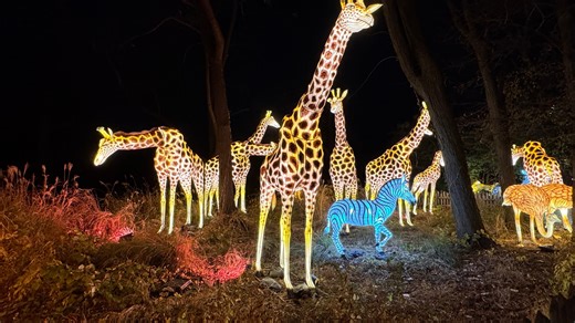 Explore hundreds of bright animal-themed lanterns at Holiday Lights at the Bronx Zoo