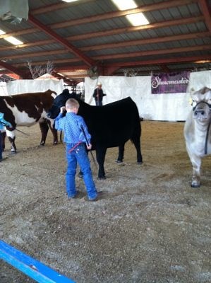 Expert Tips: Get Started Showing Cattle - Stock Show Stories 6 Must Know Tips for Beginners