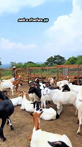 Simplicity is the real secret when it comes to constructing a goat pen. Many beginners make the mistake of spending heavily on fancy structures, only to struggle later with stock quality. A goat pen doesn’t need to be expensive to be effective. What truly matters is good ventilation, dryness, easy cleaning, and animal comfort—not luxury designs. Instead of sinking huge money into buildings, invest wisely: 👉 Build a simple, strong, and affordable structure 👉 Use the remaining capital to buy hig