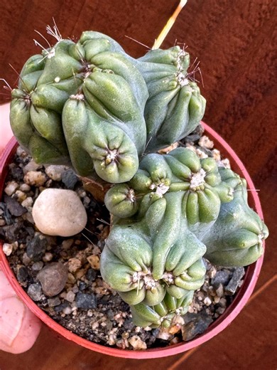 Cereus Repandus Live Cactus – Peruvian Apple Cactus – Tall Columnar Cactus – Easy Care Indoor Outdoor Plant – Live Cactus as in Pico - Etsy