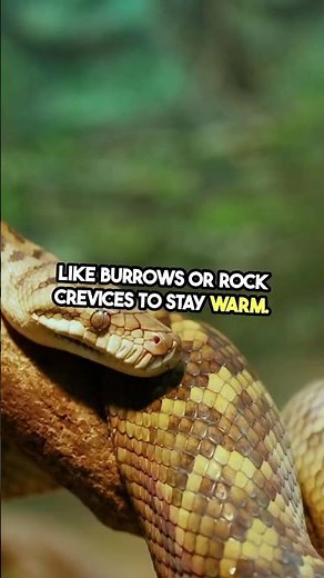 What Happens When Snakes Hibernate? 🐍 #Wildlife