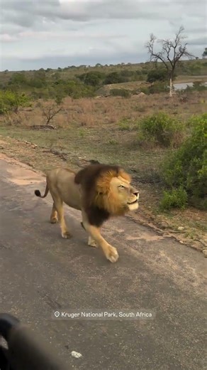 Biyamiti Male Lion Roaring in Kruger | #lion #shorts #wildlife