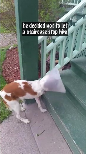Dexter Lost His Legs, But Not His Spirit 💪🐶