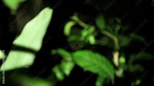 Walking in the Amazon Rainforest at Night with Flashlight Iluminating the leaves