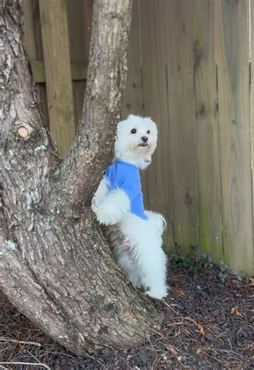 Funny Maltese Dog Reacts to Squirrels and Birds
