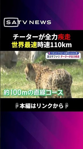 Cheetahs sprinting at full speed!! The fastest animals in the animal kingdom #shorts #FujiSafariPark
