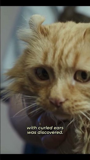 American Curl Cat Breed