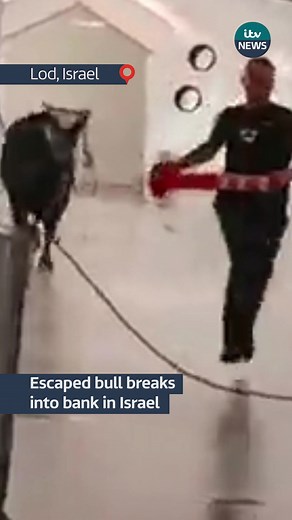 You’ve heard of a bull in a china shop but what about in a bank? One broke into a building in Israel #itvnews #israel #bull