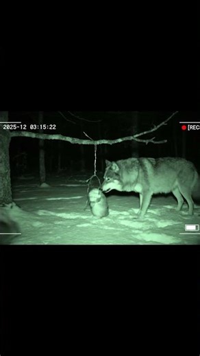 🐺 Wolf Tries to Save Trapped Rabbit but Arrives Too Late | Emotional Wildlife Scene 💔