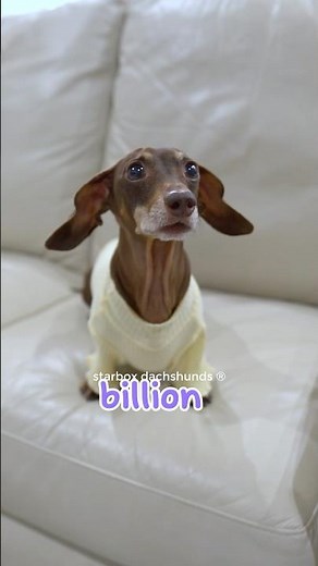 Moonpie must be very thirsty #starboxdachshunds