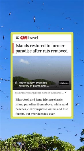 “It’s like a big reveal. The moment you step on the island, your senses are supercharged: you’re looking for rats, you’re looking for birds on the ground, you’re looking for any sign that tells you whether or not we’ve won or we’ve lost” - Paul Jacques, Island Conservation Project Manager. Link in bio to read more about Paul’s journey back to the Marshall Islands and how early indicators made it immediately clear that the islands were recovering. Thank you @cnn @cnntravel for covering this amazi