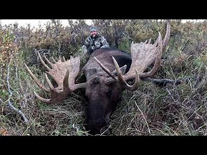 GIANT Alaskan Bull Moose
