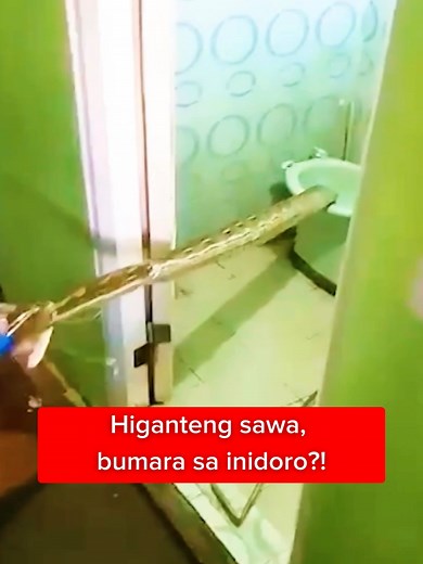 Higanteng Sawa sa Inidoro: Kapuso Mo, Jessica Soho