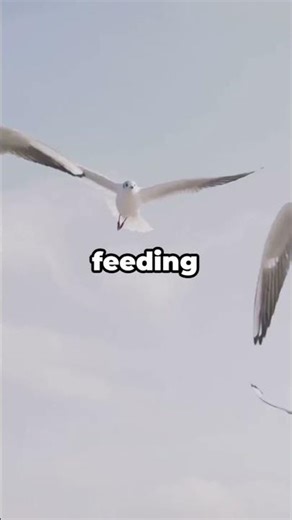 Why Seagulls Are Smarter Than We Think | Urban Adaptation Explained #animals #animalfacts