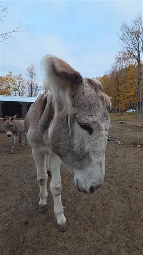 30 reactions | Lets talk about "confidence" in nervous Donkeys:...