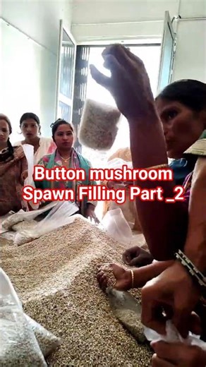 Button mushroom Spawn processing #love #viral #shorts #trending #youtubeshorts