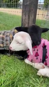 Happiness is cuddles in the sunshine with your best friend! ☀️ 🎥 Mister Nice Guy and Mister Eze ❤️ "If we could live happy and healthy lives without harming others, why wouldn't we?" | Edgar's Mission