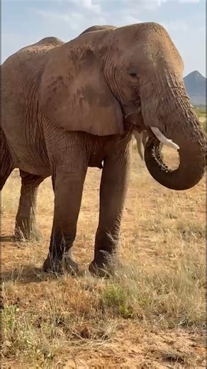 7.8K views · 268 reactions | POV: You’re on safari in Kenya with the Houston Zoo. The team just wrapped up their visit, but not without getting these wildlife views alongside our conservation partners, Ewaso Lions. Stay tuned for more highlights from the trip with KPRC2 / Click2Houston! #HouZooinKenya | Houston Zoo | Facebook