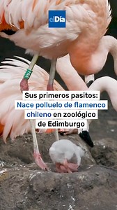 🇨🇱 El pasado 4 de septiembre nació un polluelo de flamenco chileno en el Zoológico de Edimburgo, ya que se trata del primer ejemplar de esta especie en nacer en el lugar en casi diez años. 🔸 Según información del zoológico, este nacimiento es fundamental dentro del programa de conservación del flamenco chileno, que busca proteger a esta especie y contribuir a su preservación a nivel global. 🔸 El polluelo, que ya dio sus primeros pasos bajo la atenta mirada de sus padres, representa un avance