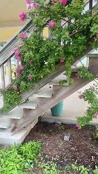 Peggy Martin Rose - The thornless climbing rose that survives floods and freezes! #roses #garden