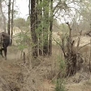 515K views · 9.2K reactions | #LionessVsBuffalo #Wildlife #NatureFight | Alley Way | Facebook