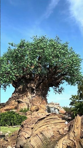 Animal Kingdom the tree of life Walt Disney World #disney #disneyattractions