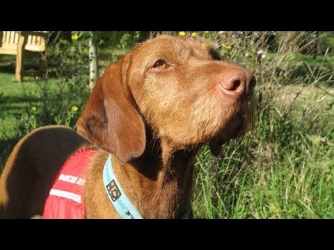 Can dogs smell cancer?