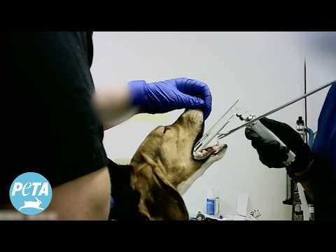 Hellhole laboratory EXPOSED! Dogs’ vocal cords cut in barbaric “debarking” procedure