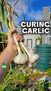 413K views · 7.8K reactions | It's #garlic harvest time. 龍 Here's how...