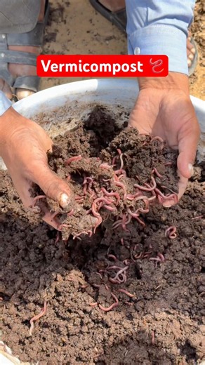 Vermicomposting farming busines #vermicompost #vermicompostfarmingbusiness