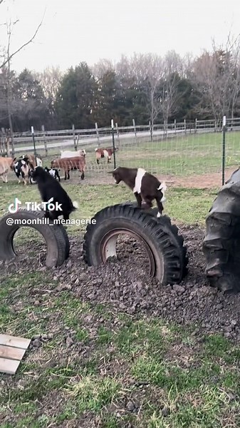 Explore Goat Playgrounds at Moon Hill Menagerie