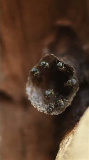 Bee in a tree hole🐝🐝
