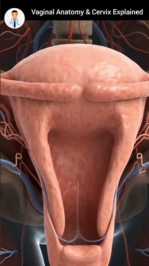 Understanding Vaginal Anatomy & Cervix | Female Reproductive System Explained | Medi Shorts