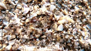 Cose up of seashells on beach with sea waves. Close up of seashells in crystal clear water rippling on a sunny day.
